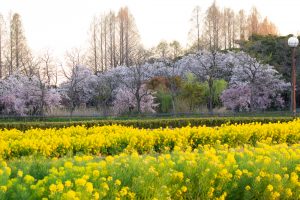 庄内緑地公園、桜、菜の花、3月の春の花、名古屋市西区の観光・撮影スポットの画像と写真