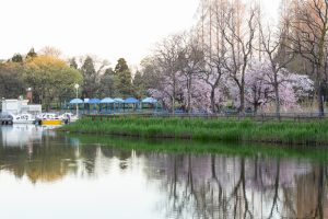 庄内緑地公園、桜、3月の春の花、名古屋市西区の観光・撮影スポットの画像と写真
