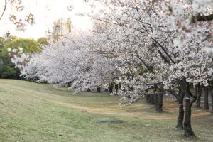 庄内緑地公園、桜、3月の春の花、名古屋市西区の観光・撮影スポットの画像と写真