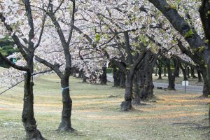 庄内緑地公園、桜、3月の春の花、名古屋市西区の観光・撮影スポットの画像と写真