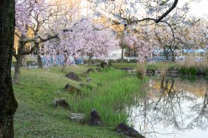 庄内緑地公園、桜、3月の春の花、名古屋市西区の観光・撮影スポットの画像と写真