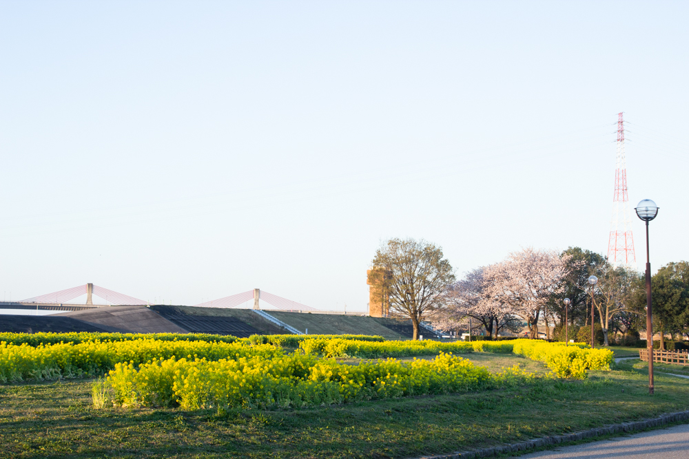 庄内緑地公園、桜、菜の花、3月の春の花、名古屋市西区の観光・撮影スポットの画像と写真