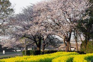 庄内緑地公園、桜、菜の花、3月の春の花、名古屋市西区の観光・撮影スポットの画像と写真