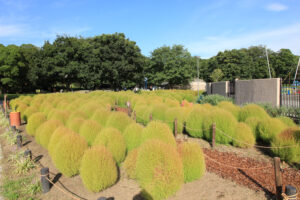 138タワーパーク、コキア、愛知県一宮市の観光・撮影スポットの名所