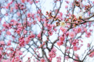 白鳥庭園、日本庭園、梅、2月の春の花、名古屋市熱田区の観光・撮影スポットの画像と写真