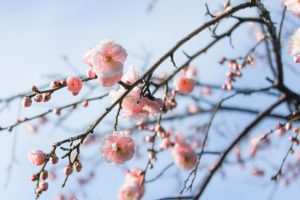 白鳥白鳥庭園、日本庭園、梅、2月の春の花、名古屋市熱田区の観光・撮影スポットの画像と写真