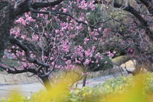 白鳥庭園、日本庭園、梅、2月の春の花、名古屋市熱田区の観光・撮影スポットの画像と写真