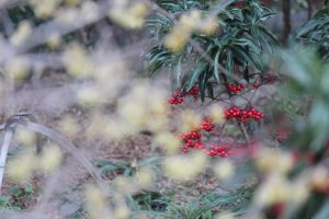 白鳥庭園、日本庭園、梅、2月の春の花、名古屋市熱田区の観光・撮影スポットの画像と写真