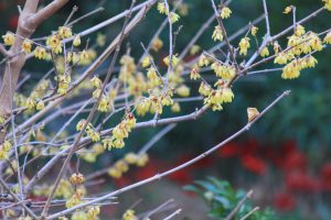 白鳥庭園、日本庭園、梅、2月の春の花、名古屋市熱田区の観光・撮影スポットの画像と写真