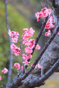 白鳥庭園、日本庭園、梅、2月の春の花、名古屋市熱田区の観光・撮影スポットの画像と写真