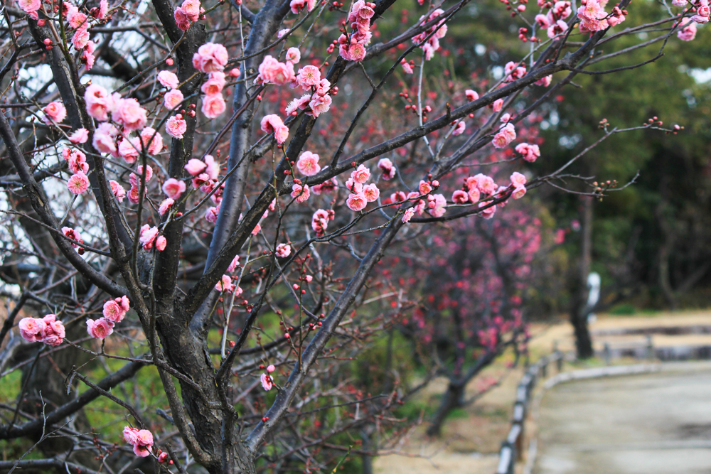 白鳥庭園、日本庭園、梅、2月の春の花、名古屋市熱田区の観光・撮影スポットの画像と写真