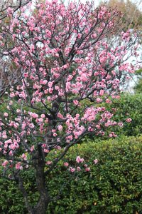 白鳥庭園、日本庭園、梅、2月の春の花、名古屋市熱田区の観光・撮影スポットの画像と写真