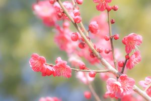 志賀公園、梅、2月の春の花、名古屋市北区の観光・撮影スポットの画像と写真