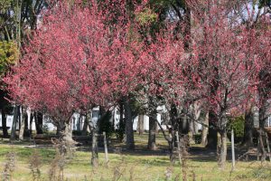 志賀公園、梅、2月の春の花、名古屋市北区の観光・撮影スポットの画像と写真