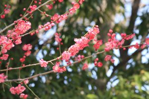 志賀志賀公園、梅、2月の春の花、名古屋市北区の観光・撮影スポットの画像と写真