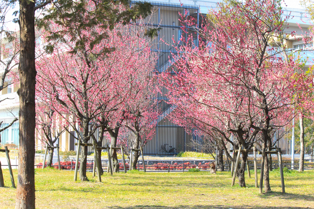 志賀公園、梅、2月の春の花、名古屋市北区の観光・撮影スポットの画像と写真