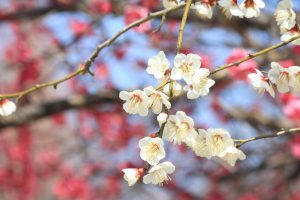 志賀公園、梅、2月の春の花、名古屋市北区の観光・撮影スポットの画像と写真