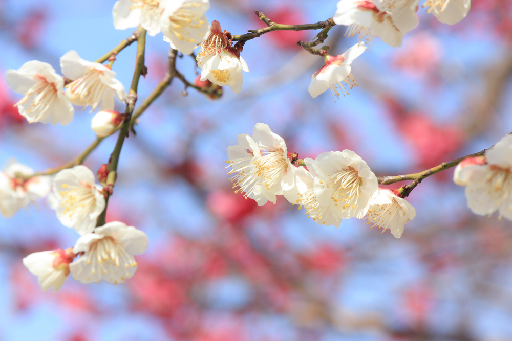 志賀公園、梅、2月の春の花、名古屋市北区の観光・撮影スポットの画像と写真志賀公園、梅、2月の春の花、名古屋市北区の観光・撮影スポットの画像と写真