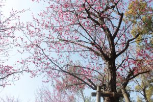 志賀公園、梅、2月の春の花、名古屋市北区の観光・撮影スポットの画像と写真
