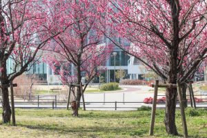志賀公園、梅、2月の春の花、名古屋市北区の観光・撮影スポットの画像と写真