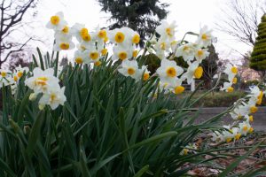 名城公園、フラワープラザ、水仙、2月の春の花名古屋市北区の観光・撮影スポットの画像と写真