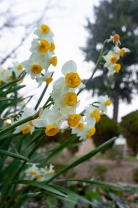 名城公園、フラワープラザ、水仙、2月の春の花名古屋市北区の観光・撮影スポットの画像と写真