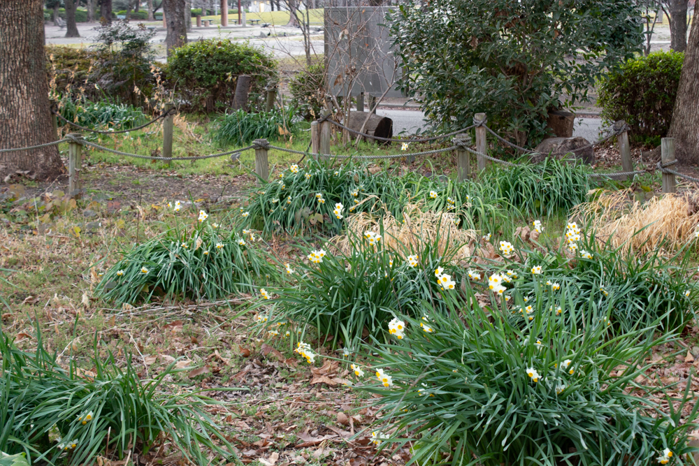 名城公園、フラワープラザ、2月の春の花、名古屋市北区の観光・撮影スポットの画像と写真