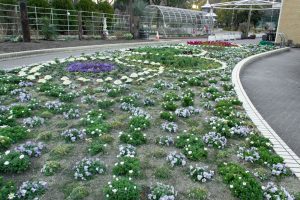 名城公園、フラワープラザ、2月の春の花、名古屋市北区の観光・撮影スポットの画像と写真