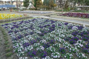 名城公園、フラワープラザ、2月の春の花、名古屋市北区の観光・撮影スポットの画像と写真