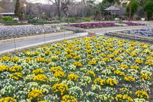 名城公園、フラワープラザ、2月の春の花、名古屋市北区の観光・撮影スポットの画像と写真