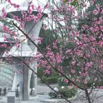 名城公園、フラワープラザ、梅、2月の春の花名古屋市北区の観光・撮影スポットの画像と写真