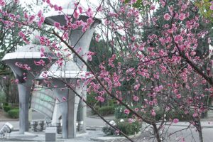 名城公園、フラワープラザ、梅、2月の春の花名古屋市北区の観光・撮影スポットの画像と写真