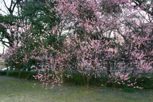 名城公園、フラワープラザ、梅、2月の春の花名古屋市北区の観光・撮影スポットの画像と写真