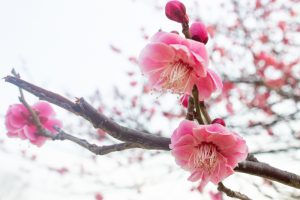 大高緑地公園、花梅まつり、2月の春の花、名古屋市緑区の観光・撮影スポットの画像と写真