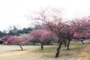 大高緑地公園、花梅まつり、2月の春の花、名古屋市緑区の観光・撮影スポットの画像と写真