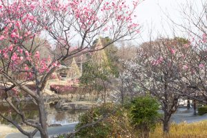 大高緑地公園、花梅まつり、2月の春の花、名古屋市緑区の観光・撮影スポットの画像と写真大高緑地公園、梅園、2月の春の花、名古屋市緑区の観光・撮影スポットの画像と写真