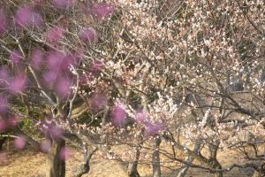 大高緑地公園、花梅まつり、2月の春の花、名古屋市緑区の観光・撮影スポットの画像と写真