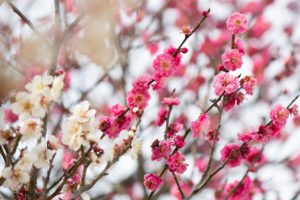 大高緑地公園、花梅まつり、2月の春の花、名古屋市緑区の観光・撮影スポットの画像と写真