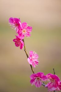 大高緑地公園、花梅まつり、2月の春の花、名古屋市緑区の観光・撮影スポットの画像と写真大高緑地公園、梅園、2月の春の花、名古屋市緑区の観光・撮影スポットの画像と写真
