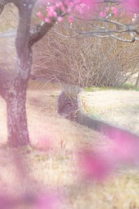 大高緑地公園、花梅まつり、2月の春の花、名古屋市緑区の観光・撮影スポットの画像と写真
