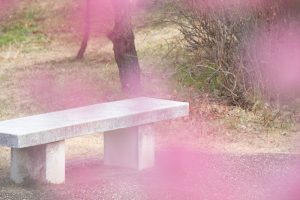 大高緑地公園、花梅まつり、2月の春の花、名古屋市緑区の観光・撮影スポットの画像と写真