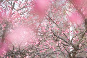 大高緑地公園、花梅まつり、2月の春の花、名古屋市緑区の観光・撮影スポットの画像と写真大高緑地公園、梅園、2月の春の花、名古屋市緑区の観光・撮影スポットの画像と写真