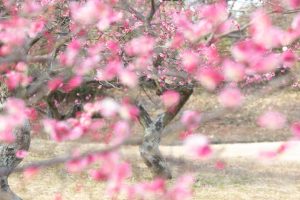 大高緑地公園、花梅まつり、2月の春の花、名古屋市緑区の観光・撮影スポットの画像と写真