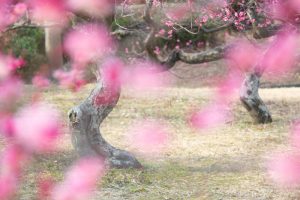 大高緑地公園、花梅まつり、2月の春の花、名古屋市緑区の観光・撮影スポットの画像と写真