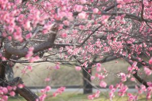 大高緑地公園、花梅まつり、2月の春の花、名古屋市緑区の観光・撮影スポットの画像と写真