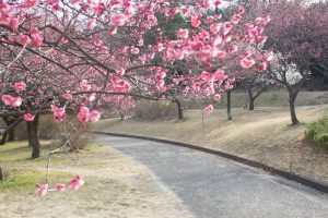 大高緑地公園、花梅まつり、2月の春の花、名古屋市緑区の観光・撮影スポットの画像と写真