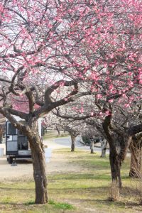 大高緑地公園、花梅まつり、2月の春の花、名古屋市緑区の観光・撮影スポットの画像と写真
