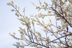 大高緑地公園、花梅まつり、2月の春の花、名古屋市緑区の観光・撮影スポットの画像と写真
