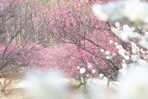 大高緑地公園、花梅まつり、2月の春の花、名古屋市緑区の観光・撮影スポットの画像と写真