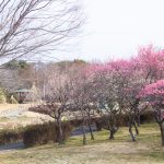 大高緑地公園、花梅まつり、2月の春の花、名古屋市緑区の観光・撮影スポットの画像と写真